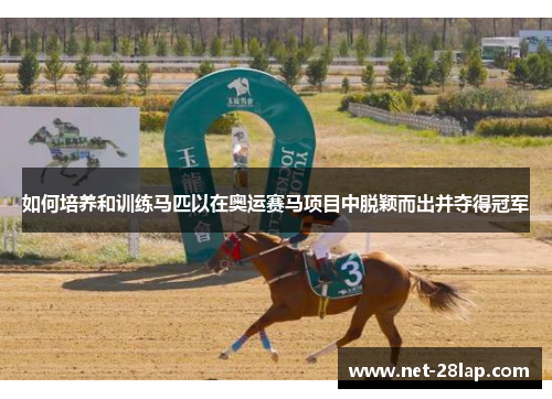 如何培养和训练马匹以在奥运赛马项目中脱颖而出并夺得冠军